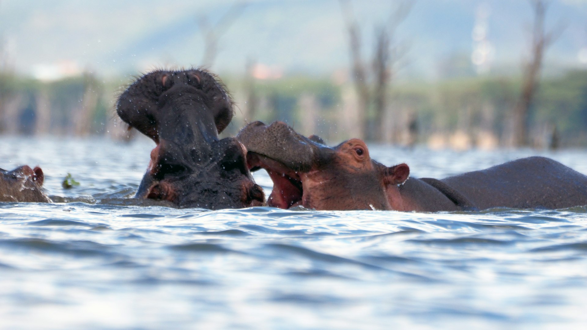 Lake Naivasha - Things to do in Kenya brown animal on body of water during daytime
